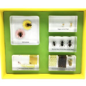 Lifecycle of a Honey Bee in Acrylic Block Science Classroom Specimens for Science Education