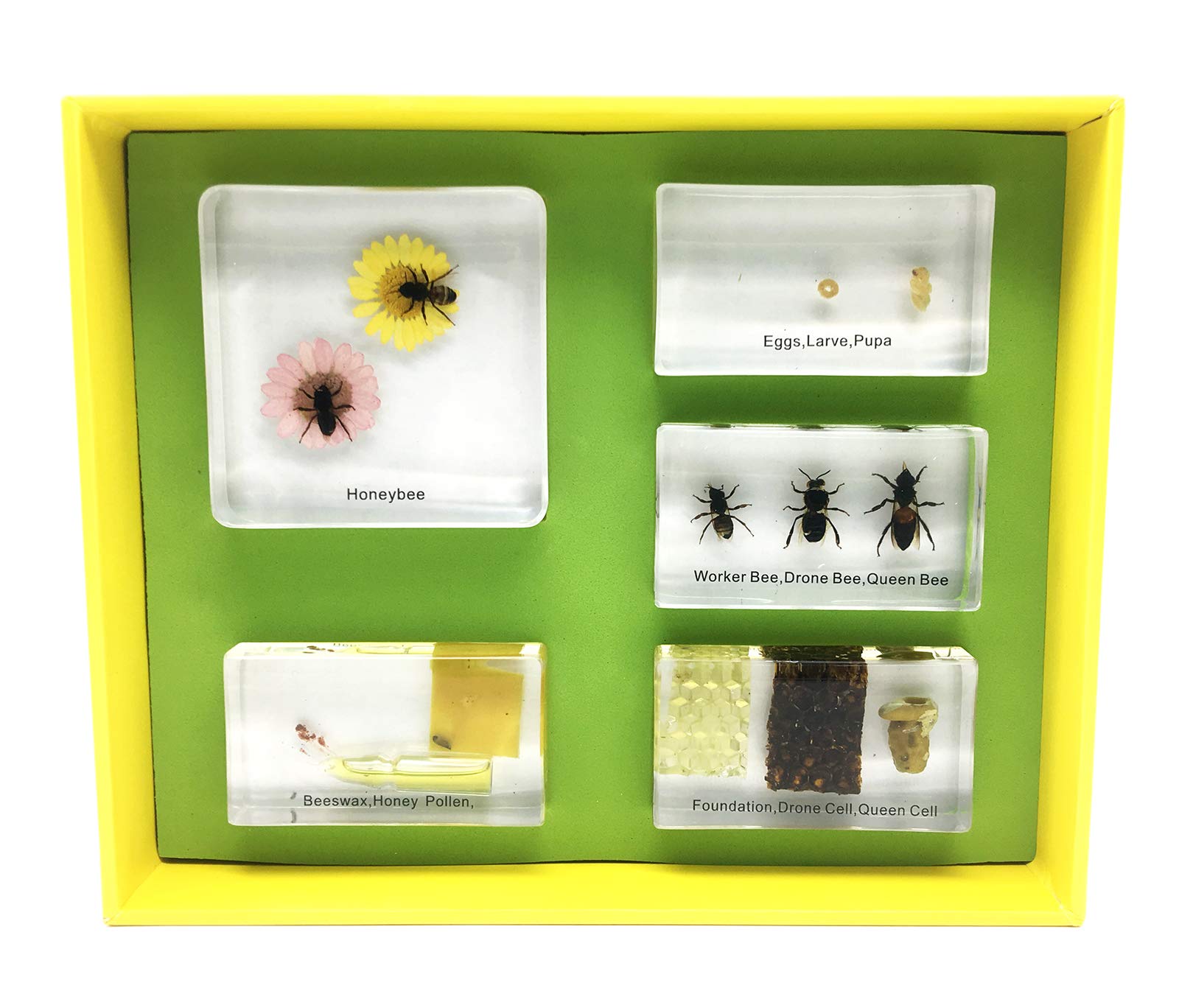 Lifecycle of a Honey Bee in Acrylic Block Science Classroom Specimens for Science Education