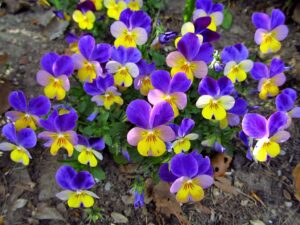 50 dark johnny jump up violet viola tricolor flower seeds