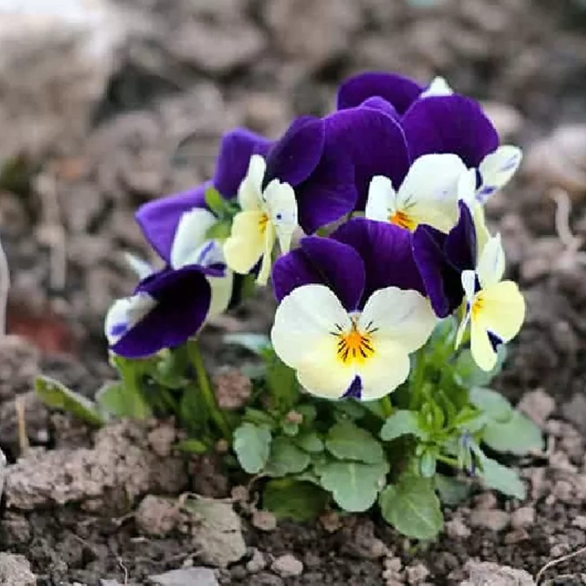 CHUXAY GARDEN Mix Viola Tricolor Seed 500 Seeds Colorful Johnny Jump-up Flower Beauty Purple Yellow White Flowers High Yield Flourishing Wonderful Choice for Garden