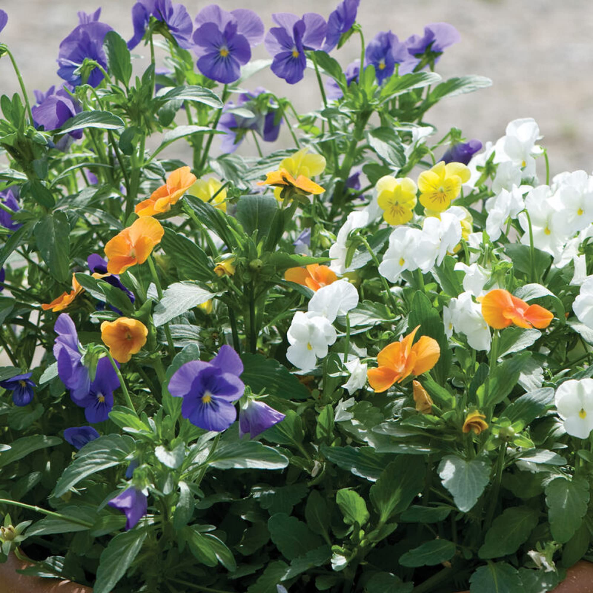 CHUXAY GARDEN Mix Viola Tricolor Seed 500 Seeds Colorful Johnny Jump-up Flower Beauty Purple Yellow White Flowers High Yield Flourishing Wonderful Choice for Garden