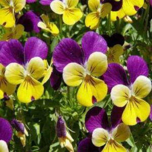 CHUXAY GARDEN Mix Viola Tricolor Seed 500 Seeds Colorful Johnny Jump-up Flower Beauty Purple Yellow White Flowers High Yield Flourishing Wonderful Choice for Garden