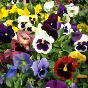 CHUXAY GARDEN Mix Viola Tricolor Seed 500 Seeds Colorful Johnny Jump-up Flower Beauty Purple Yellow White Flowers High Yield Flourishing Wonderful Choice for Garden