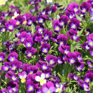 Viola Seeds – Classic Viola Colors aka “Johnny-Jump-Up” - Annual Heirloom Flower Seeds| Heirloom Seeds by Liliana's Garden |