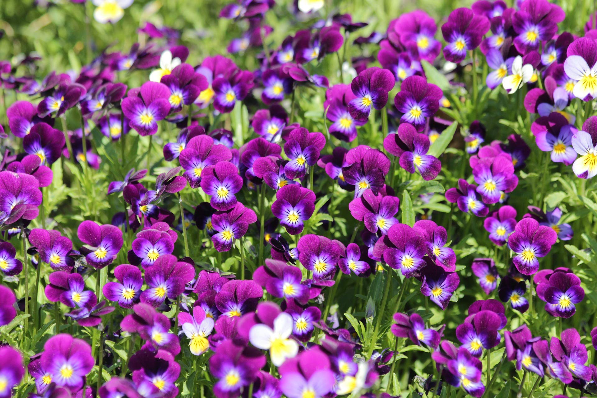 Viola Seeds – Classic Viola Colors aka “Johnny-Jump-Up” - Annual Heirloom Flower Seeds| Heirloom Seeds by Liliana's Garden |