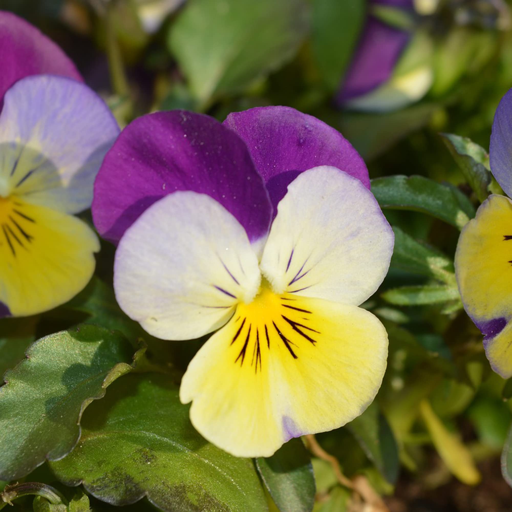 Johnny Jump Up Seeds Viola Tricolor Easy to Care Attracts Pollinators Patio Beds Borders Containers Outdoor 20Pcs Flower Seeds by YEGAOL Garden