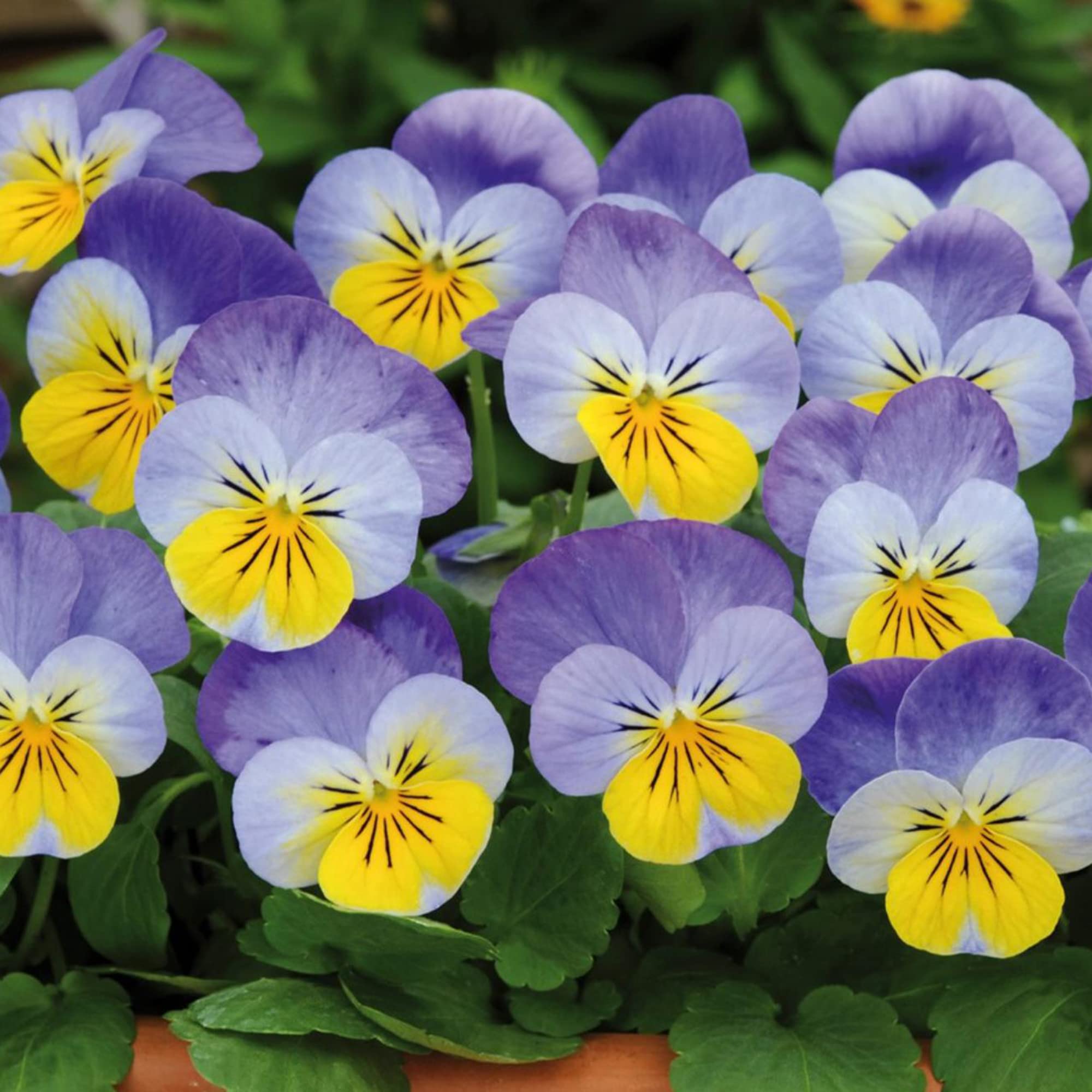 Johnny Jump Up Seeds Viola Tricolor Easy to Care Attracts Pollinators Patio Beds Borders Containers Outdoor 20Pcs Flower Seeds by YEGAOL Garden