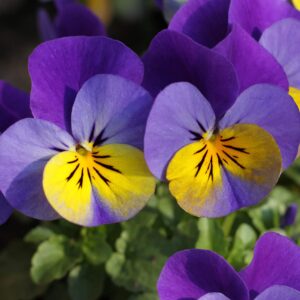 Johnny Jump Up Seeds Viola Tricolor Easy to Care Attracts Pollinators Patio Beds Borders Containers Outdoor 20Pcs Flower Seeds by YEGAOL Garden