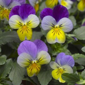 Johnny Jump Up Seeds Viola Tricolor Easy to Care Attracts Pollinators Patio Beds Borders Containers Outdoor 20Pcs Flower Seeds by YEGAOL Garden