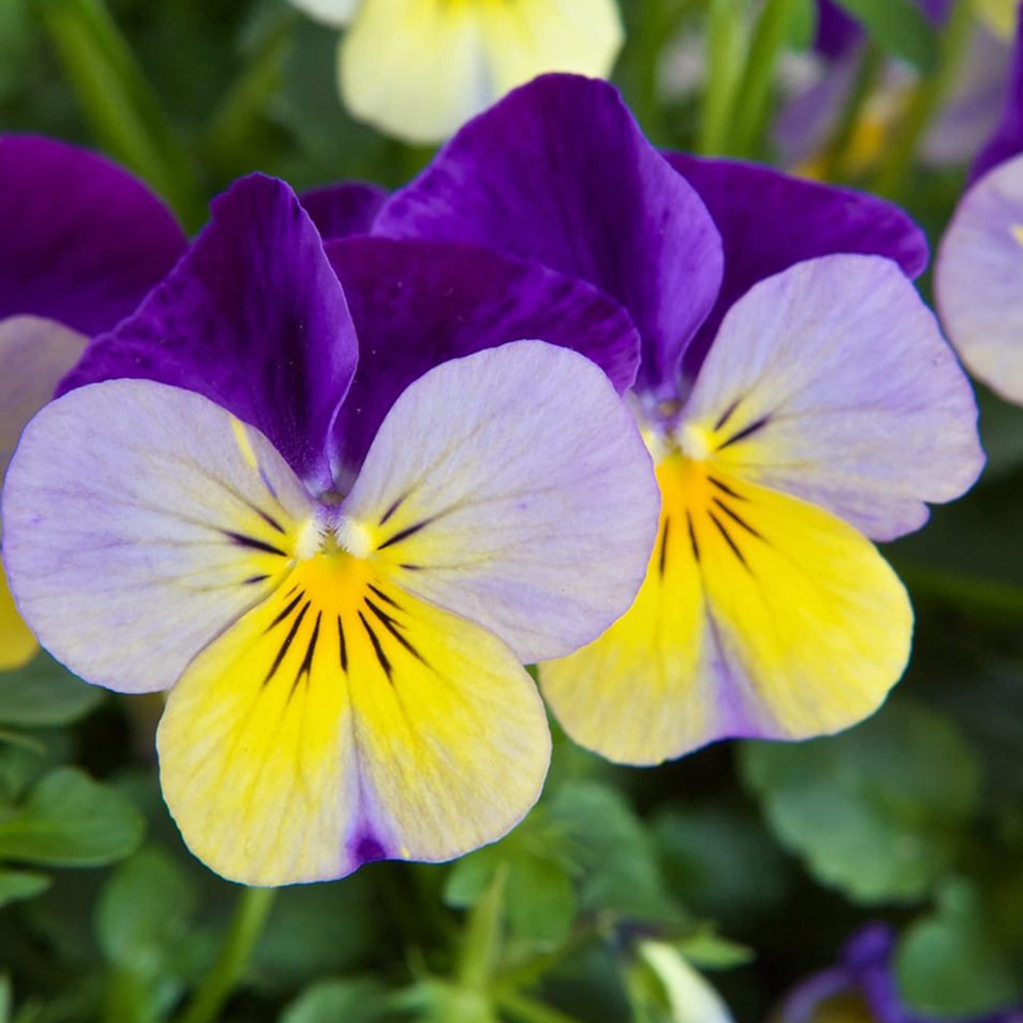 Johnny Jump Up Seeds Viola Tricolor Easy to Care Attracts Pollinators Patio Beds Borders Containers Outdoor 20Pcs Flower Seeds by YEGAOL Garden