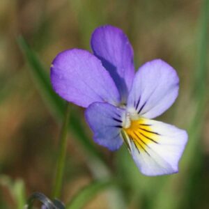 Viola Tricolor Helen Mount | Johnny Jump Up | Heartsease | 200_Seeds