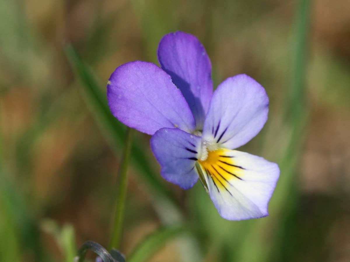 Viola Tricolor Helen Mount | Johnny Jump Up | Heartsease | 200_Seeds