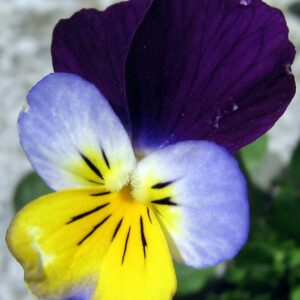 Viola Tricolor Helen Mount | Johnny Jump Up | Heartsease | 200_Seeds