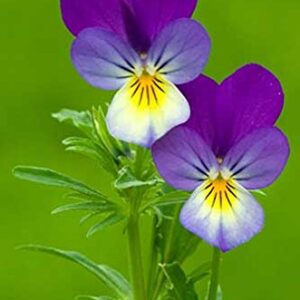 Viola Tricolor Helen Mount | Johnny Jump Up | Heartsease | 200_Seeds