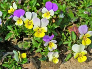 50 seeds johnny jump up viola tricolor violet flower edlcy (seeds)