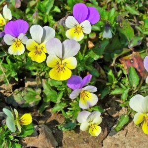 50 Seeds Johnny Jump Up Viola Tricolor Violet Flower edlcy (Seeds)