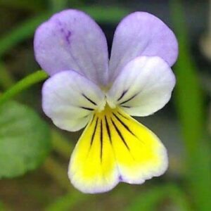 50 Seeds Johnny Jump Up Viola Tricolor Violet Flower edlcy (Seeds)