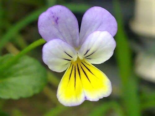 50 Seeds Johnny Jump Up Viola Tricolor Violet Flower edlcy (Seeds)