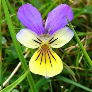 50 Seeds Johnny Jump Up Viola Tricolor Violet Flower edlcy (Seeds)