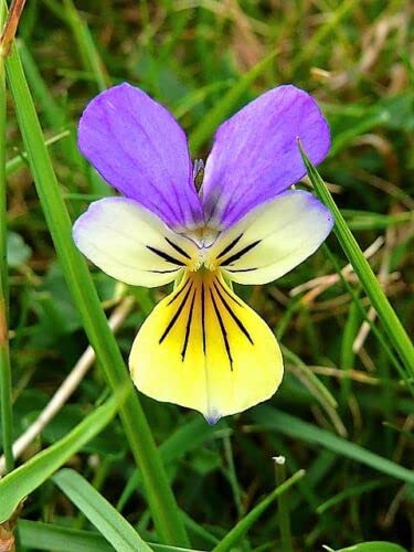 50 Seeds Johnny Jump Up Viola Tricolor Violet Flower edlcy (Seeds)