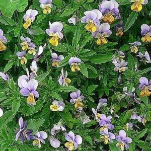 50 Seeds Johnny Jump Up Viola Tricolor Violet Flower edlcy (Seeds)