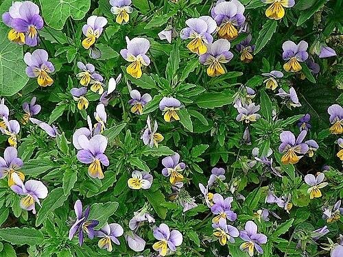 50 Seeds Johnny Jump Up Viola Tricolor Violet Flower edlcy (Seeds)