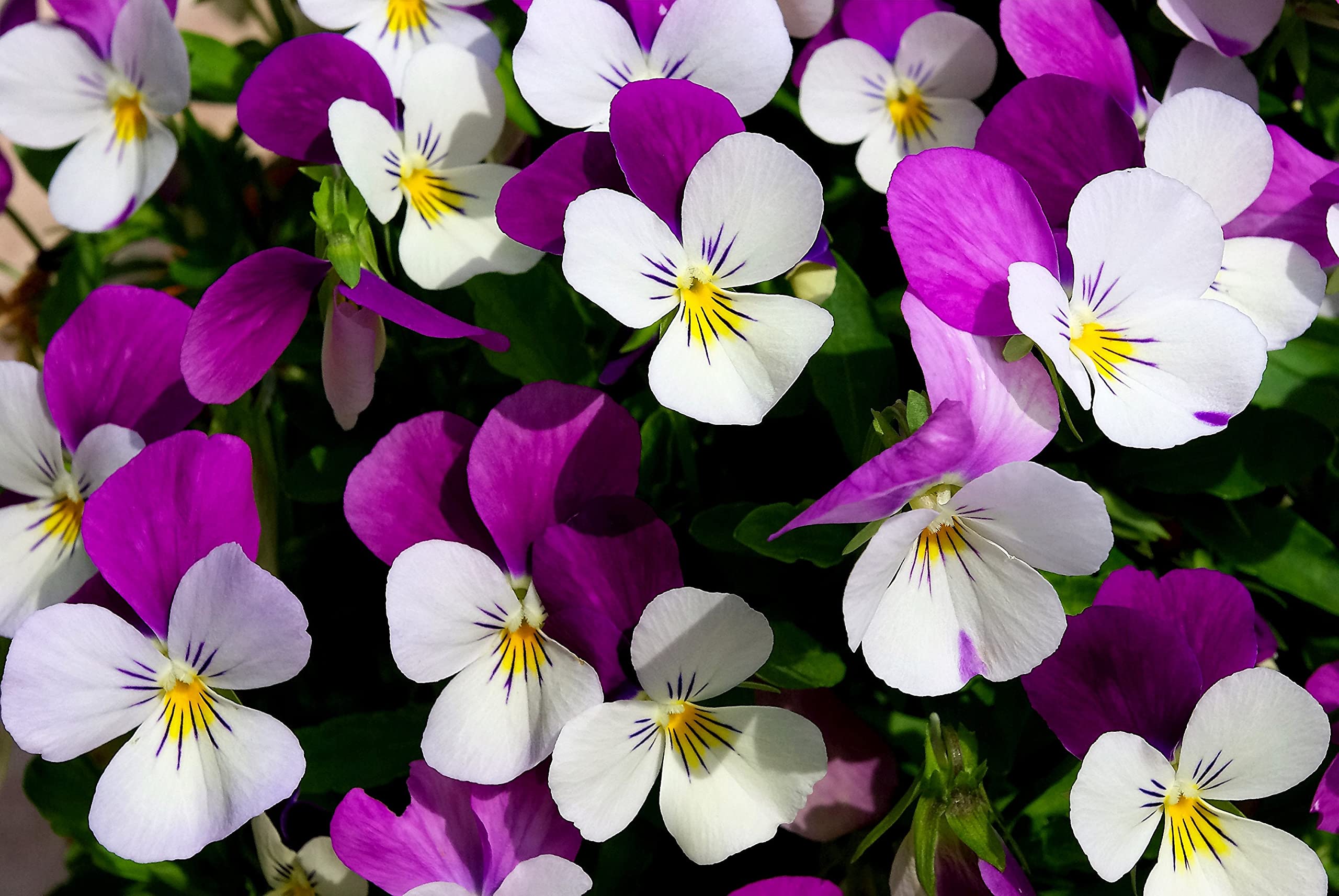 100 Johnny Jump UP Violet Viola Tricolor Flower Seeds (LSL)