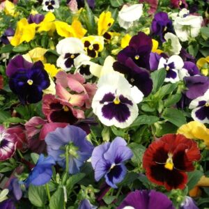 Johnny Jump-up (Viola Tricolor) purple, yellow and white - Mixed Flowers seeds!(1 oz Pack approx 28,000 Seeds)