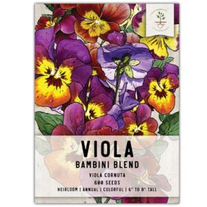 Seed Needs, Bambini Viola Seeds - 600 Heirloom Seeds for Planting Viola cornuta - Beautiful Annual Flowers, Attracts Pollinators/Butterflies (1 Pack)