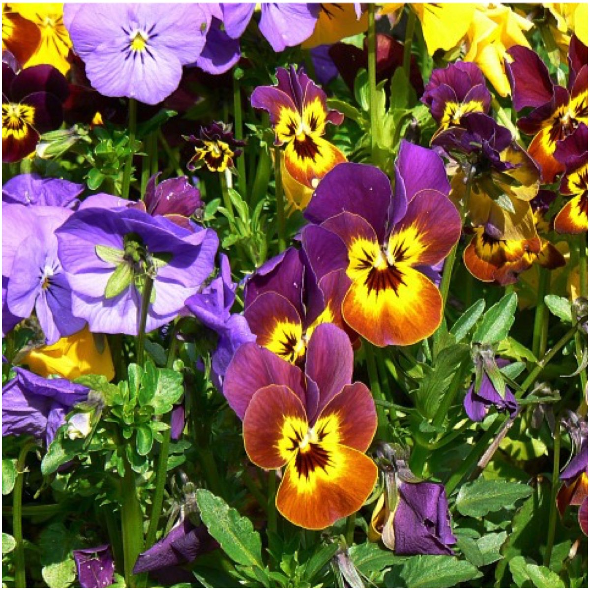 Seed Needs, Bambini Viola Seeds - 600 Heirloom Seeds for Planting Viola cornuta - Beautiful Annual Flowers, Attracts Pollinators/Butterflies (1 Pack)