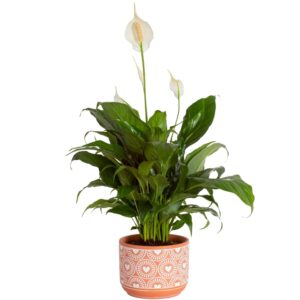 costa farms peace lily, live indoor plant with blooming flowers delivery, easy to grow houseplant in plant pot, thinking of you, get well soon gift, room decor, 1 foot tall