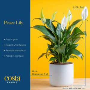 Costa Farms Peace Lily, Live Indoor Plant with Blooming Flowers Delivery, Easy to Grow Houseplant in Plant Pot, Thinking of You, Get Well Soon Gift, Room Decor, 1 Foot Tall