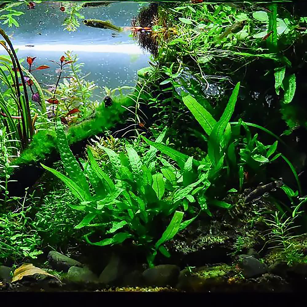 SubstrateSource Java Fern Live Aquarium Plants - Potted Freshwater Plant for Fish Tanks - Beginner Friendly, Low Light (Java Fern, 1 Pot)