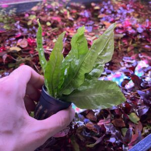 SubstrateSource Java Fern Live Aquarium Plants - Potted Freshwater Plant for Fish Tanks - Beginner Friendly, Low Light (Java Fern, 1 Pot)