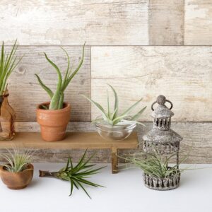 Air Plant Low Light House Plants Box (4PK) Tillandsia Air Plants Live Houseplants Live Indoor Plants Live Succulents Plants Live Terrarium Plants Live, Air Plant Holder Airplant Kit by Plants for Pets