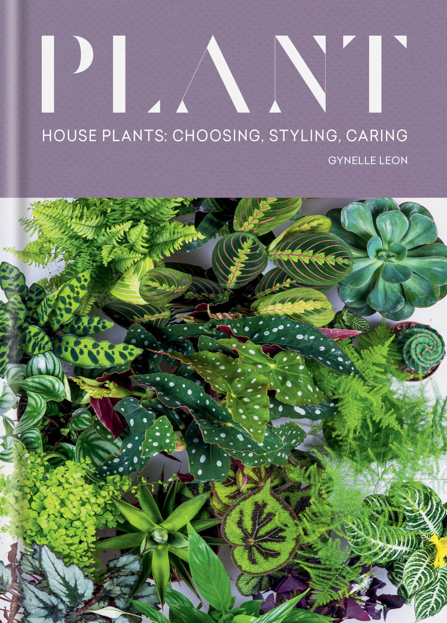 Plant: House plants: choosing, styling, caring