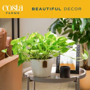 Costa Farms Golden Pothos Live Plant, Easy to Grow Vining Live Indoor Houseplant in Décor Planter, Real Plant for Housewarming Gift, Home or Room Decor, 10-12 Inches Tall