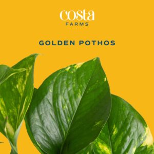 Costa Farms Golden Pothos Live Plant, Easy to Grow Vining Live Indoor Houseplant in Décor Planter, Real Plant for Housewarming Gift, Home or Room Decor, 10-12 Inches Tall