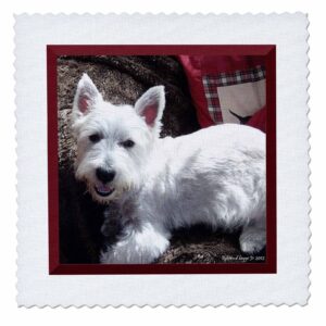 3drose qs_39514_1 west highland white terrier quilt square, 10 by 10-inch