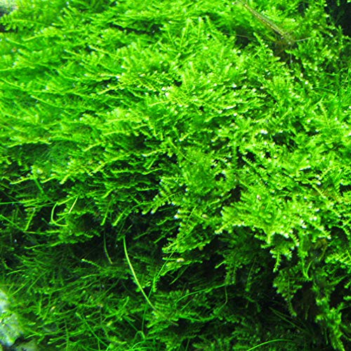 Marcus Fish Tanks - 3X Christmas Moss Vesicularia Montagne Live Freshwater Aquarium Plants Xmas Moss