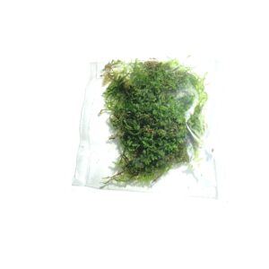 Marcus Fish Tanks - 3X Christmas Moss Vesicularia Montagne Live Freshwater Aquarium Plants Xmas Moss