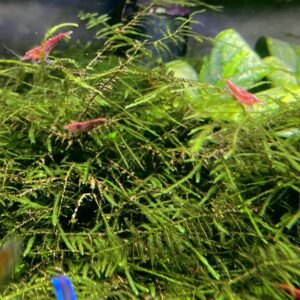 Marcus Fish Tanks - 3X Christmas Moss Vesicularia Montagne Live Freshwater Aquarium Plants Xmas Moss