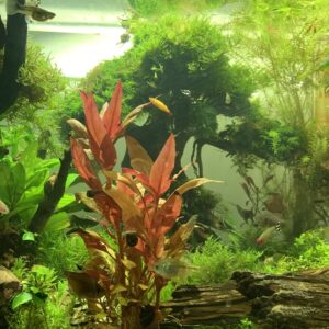 Marcus Fish Tanks - 3X Christmas Moss Vesicularia Montagne Live Freshwater Aquarium Plants Xmas Moss