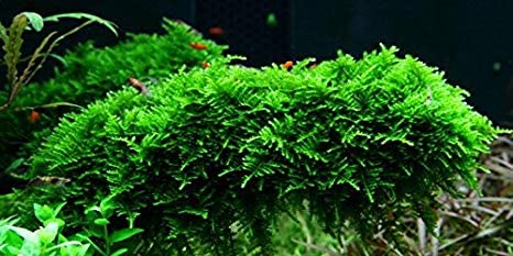 Marcus Fish Tanks - 3X Christmas Moss Vesicularia Montagne Live Freshwater Aquarium Plants Xmas Moss