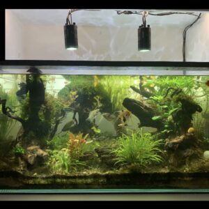 Marcus Fish Tanks - 3X Christmas Moss Vesicularia Montagne Live Freshwater Aquarium Plants Xmas Moss