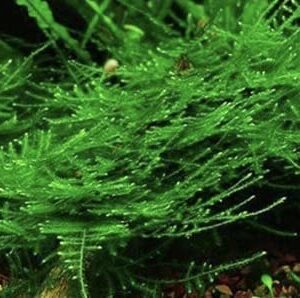 Marcus Fish Tanks - 3X Christmas Moss Vesicularia Montagne Live Freshwater Aquarium Plants Xmas Moss