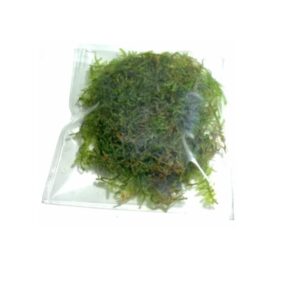 Marcus Fish Tanks - 3X Christmas Moss Vesicularia Montagne Live Freshwater Aquarium Plants Xmas Moss