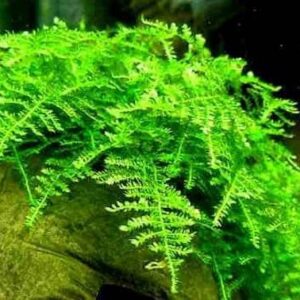 Marcus Fish Tanks - 3X Christmas Moss Vesicularia Montagne Live Freshwater Aquarium Plants Xmas Moss