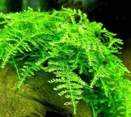 Marcus Fish Tanks - 3X Christmas Moss Vesicularia Montagne Live Freshwater Aquarium Plants Xmas Moss