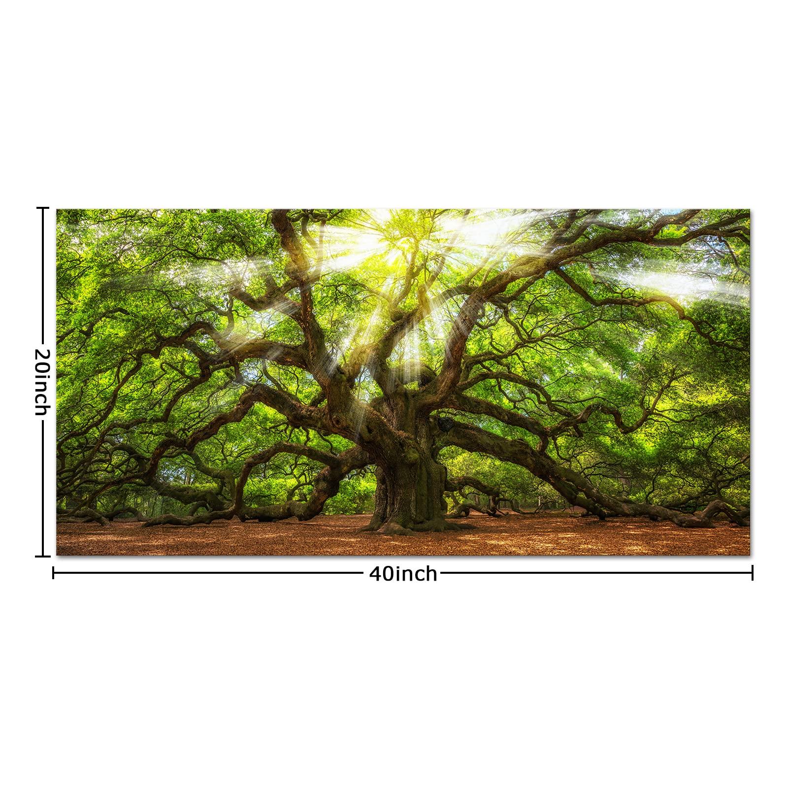 Conipit Landscape Canvas Artwork Angel Oak Tree Picture Prints Sunshine Through Tree Canvas Green Oak Tree Painting South Carolina Tree Print Framed and Stretched Nature Canvas (W-40xH-20)